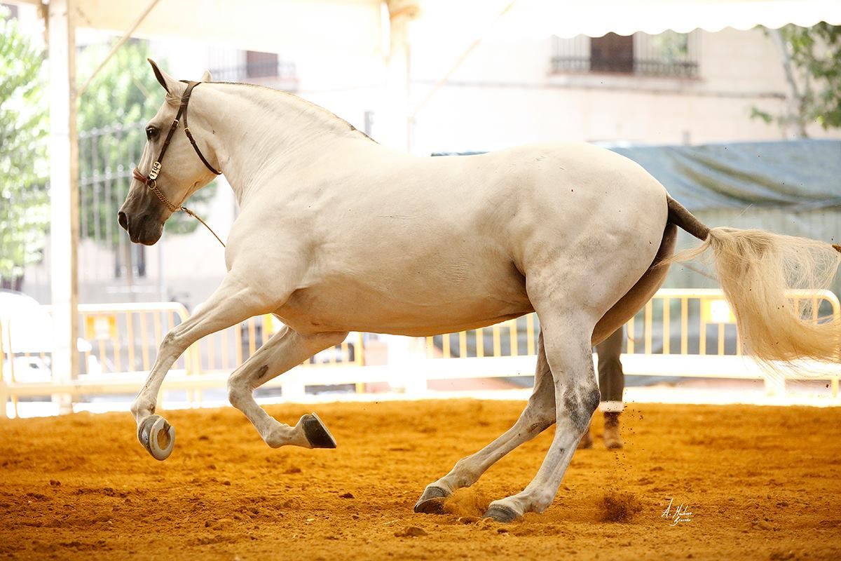 ALGARVE JB Medalla de Plata yeguas adultas en ANDUCAB 2018 de la mano de Juan Manuel Tabla-4